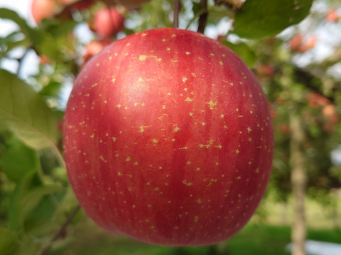 栄養がギュッ！『完熟ふじりんごジュース』180ml×9パック