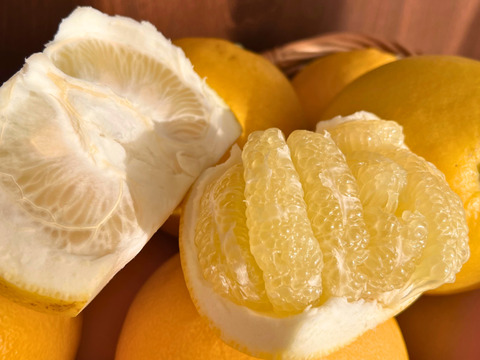 天皇杯受賞農家の土佐文旦 7kg（家庭用）高知県大月町 産地直送 旬の柑橘！