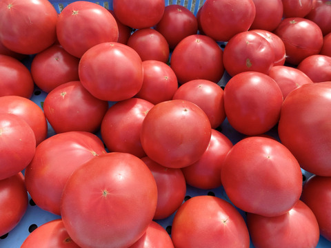 長年のファンお墨付き！佐右衛門のトマト（3kg)