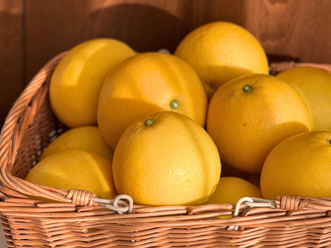 天皇杯受賞農家の土佐文旦 7kg（家庭用）高知県大月町 産地直送 旬の柑橘！