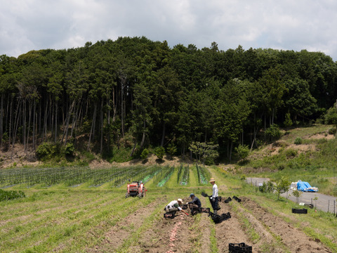 うまみと甘み　有機新じゃがいも 3kg｜アンデスレッド