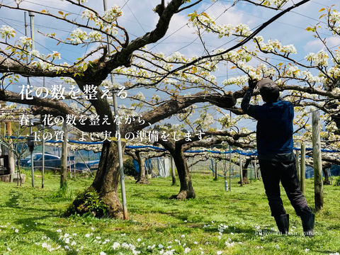 市場に出ない梨｜新水｜晴れ箱5kg・3日間限定出荷【夏ギフト】【贈答向】