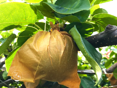 緊急出荷＊『幻の梨』【新水】【家づかい用】上品な香りと芳醇な甘さ＊【3kg】