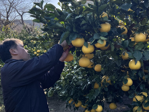 天皇杯受賞農家の土佐文旦 7kg（家庭用）高知県大月町 産地直送 旬の柑橘！