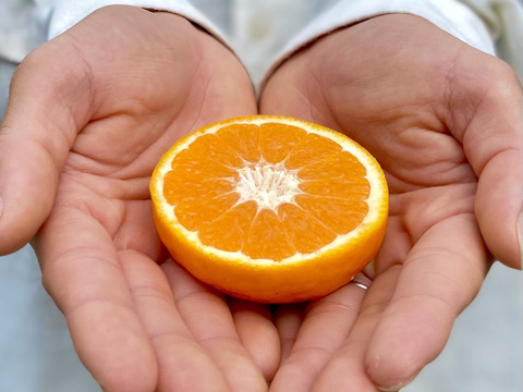 伊予柑2kg＋ポンカン2kg＋はれひめ2kg 【柑橘食べ比べ】