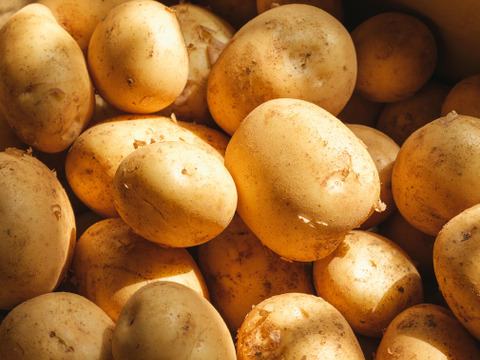 ほくほく甘い！屋久島の新じゃが〈ニシユタカ〉農家直送　10㎏