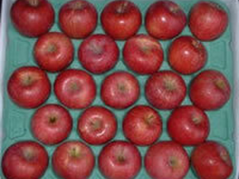 今目覚めた　シナノスイート5キロ　14～18玉　秋田県からすぐに食卓へ