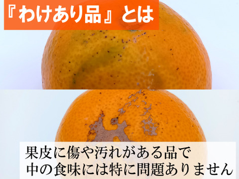 【お試しに】秋が旬！『早みかん』【わけあり 1.8kg】
