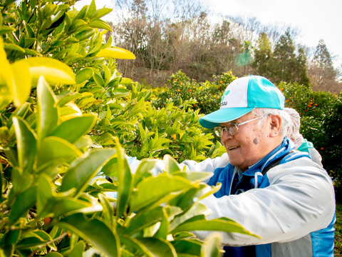 【予約】つぶつぶジューシーな果肉！広島県佐木島のはるみみかん7㎏【農薬・除草剤不使用】