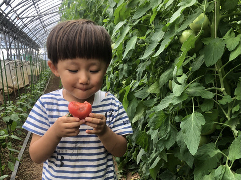 【順次発送:4.5kg】樹上完熟!美味しい桃太郎トマト大きさ色々