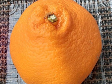 【今が旬】はるみ大玉みかん4kg和歌山産（冷蔵便）