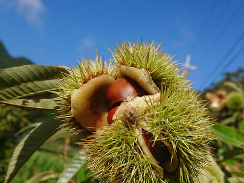 自然栽培の野菜と加工品のセット