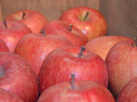 雪中貯蔵　黒石産サンふじ中玉家庭用5㎏