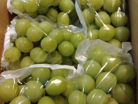 【大好評】【クール便】とっても甘くてジューシーなシャインマスカット！
【ご家庭用】 ２㎏以上
S-k2