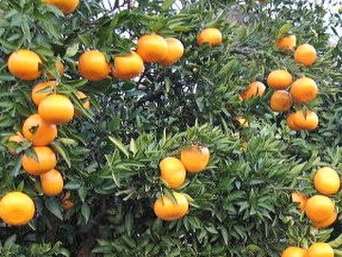 【数量限定☆希少の高級柑橘🎁】せとか4㎏🍊