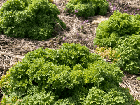 ピリッとからい『わさび菜』500g