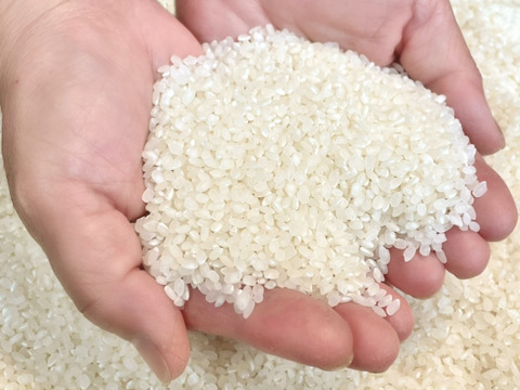 【R8年産 新米】予約でお得に！『彩のきずな』 (精米4.5kg)