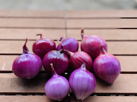 カラフル・レア野菜で元気に！
『Ｌサイズ★カラダ喜ぶ夏野菜セット10品目以上計12袋お届け』
初めての野菜でも安心な簡単レシピ付き、贈り物にも最適です！