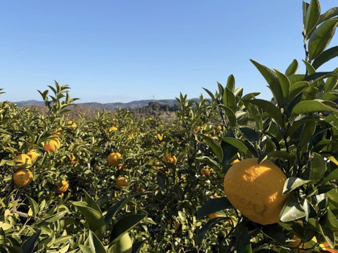 濃厚で甘い！甘夏みかん🍊自然栽培・肥料農薬不使用・安心安全！4kg 10玉前後