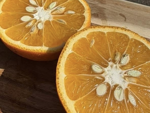 濃厚で甘い！甘夏みかん🍊自然栽培・肥料農薬不使用・安心安全！4kg 10玉前後