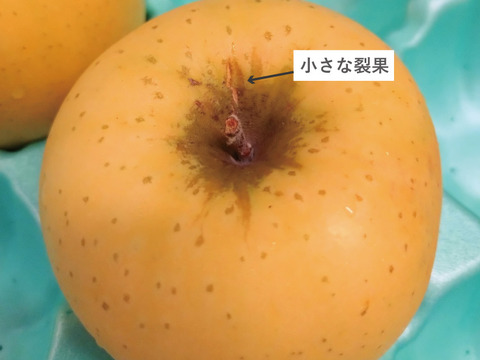 パリッと甘酸っぱい シナノゴールド5kg箱(20玉)