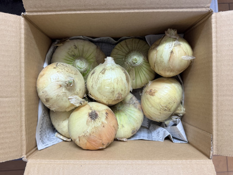 （特別栽培）甘み濃厚！浜松産フレッシュ新玉ねぎ2㎏