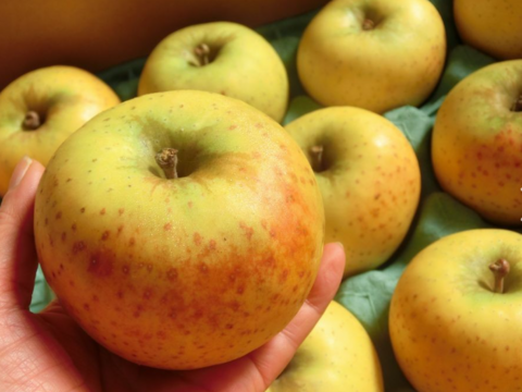 青森県産りんご　アンビシャス　家庭用【3㎏　9～12個入り】