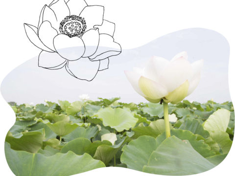 【B級品】三兄弟の「美肌」れんこん（４kg）// 蓮根 // レンコン //
