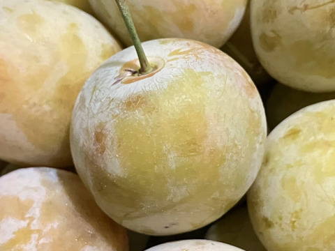 甘～いプラム ロージーゲージ (1kg)