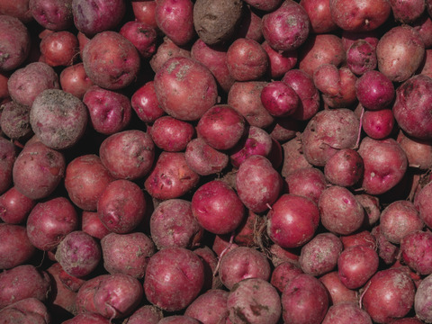 うまみと甘み　有機新じゃがいも 3kg｜アンデスレッド