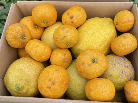 【自慢の柑橘詰め合わせ！】レモン・ゆず・璃の香(３種詰合せ)２㎏箱詰－農薬不使用・無肥料・無除草剤－