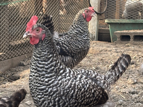 【大寒卵】スペシャル5種食べくらべパック20個セット