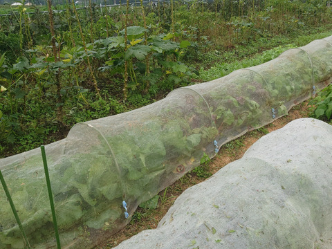 【旬を楽しむお任せ野菜セット】
　水のきれいな京都府福知山の季節ごとの旬野菜とジャガイモ、玉ネギなどの保存野菜を10～15品種 (少量・使い切り)バランスよくお届け！