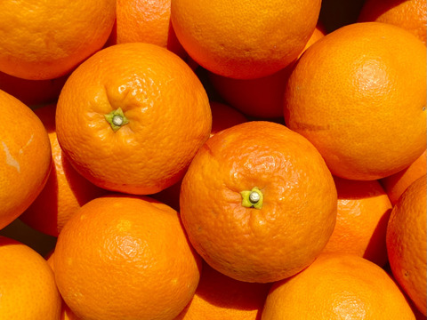 【甘さと爽やかな酸味】ブラッドオレンジ 5kg 【希少柑橘】