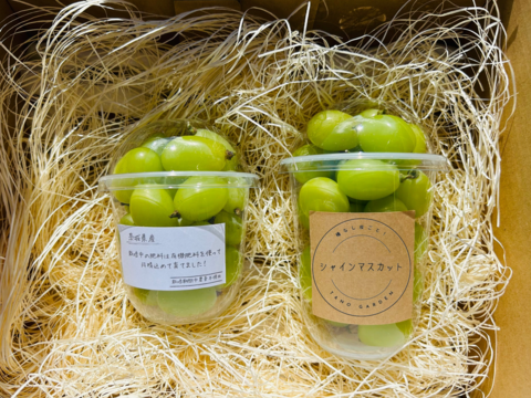 シャインマスカット 粒売り［350g×4パック］：茨城県産のシャイン