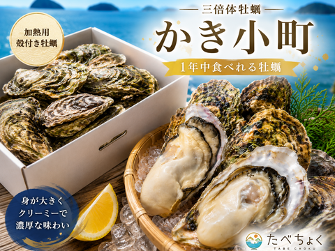 広島産カキ小町（希少品種）殻付き牡蠣 2kg（1年中楽しめる特別な広島かき）