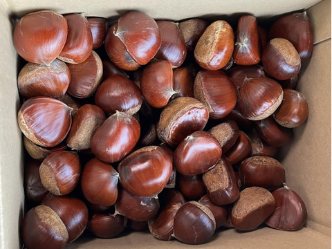 【農薬不使用】大粒で上品な味わい！遠州和栗(2kg)