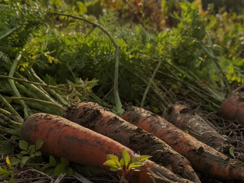 【自然栽培】昔ながらの味、いもり屋の人参(9kg)