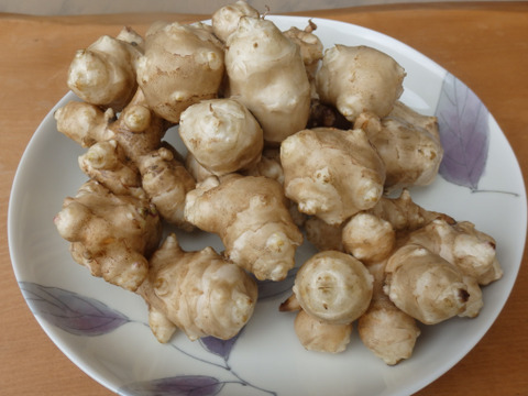 【緊急値下げ！】「菊芋」キクイモ！(1kg)　農薬不使用栽培　低カロリー、ヘルシー野菜！