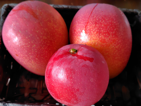 国産アップルマンゴー　家庭用　
3玉から5玉