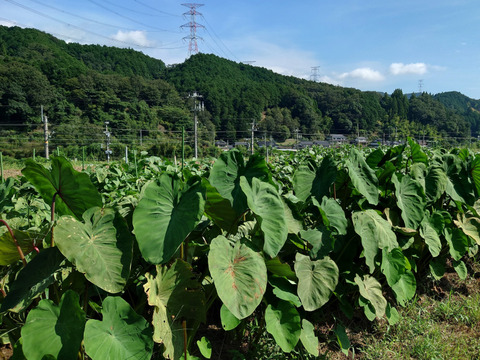 【旬を楽しむお任せ野菜セット】
　水のきれいな京都府福知山の季節ごとの旬野菜とジャガイモ、玉ネギなどの保存野菜を10～15品種 (少量・使い切り)バランスよくお届け！