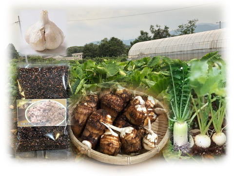 【朝市限定】里芋3kg+黒米250g+ニンニク+新鮮野菜2品