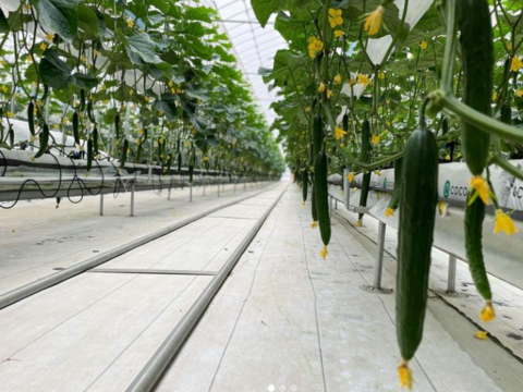 甘くておいしい！岩瀬きゅうり 3kg：福島県産のニーナ｜食べ