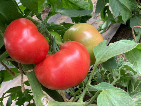 安心・安全な「夏」の旬のおまかせ野菜セット　７～８種類