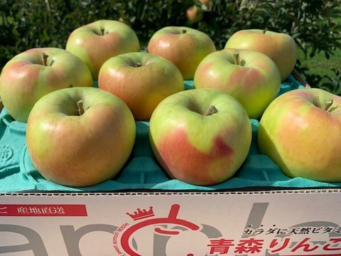 青森県産『ぐんま名月』 家庭用🍏 糖度15度以上！甘～い！ 3㎏k(8～12玉)  【令和8年産早期予約受付！】