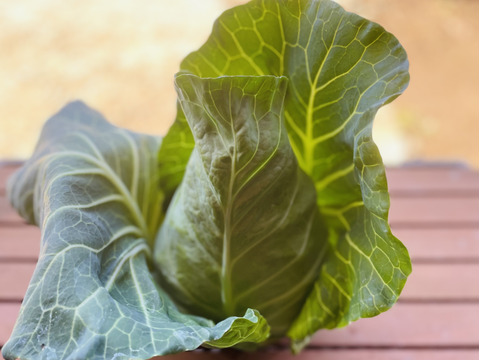 【期間限定！】カラダ喜ぶ『お試しS冬のカラフル野菜セット6品目』