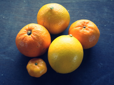 【柑橘好きの方へ】農薬不使用・屋久島産　柑橘５種食べくらべセット（ご家庭用・約5kg）