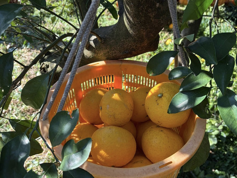 濃厚で甘い！甘夏みかん🍊自然栽培・肥料農薬不使用・安心安全！4kg 10玉前後