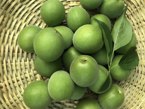 まじりっけなし！自然栽培の青梅『白加賀』3kg 香り高い梅