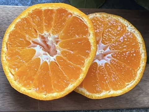 【訳あり】『青島』温州みかん10㎏ サイズミックス（１㎏あたり7-9個） 湯河原産